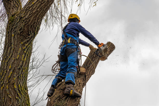 Dead Tree Removal in Manchester, WA